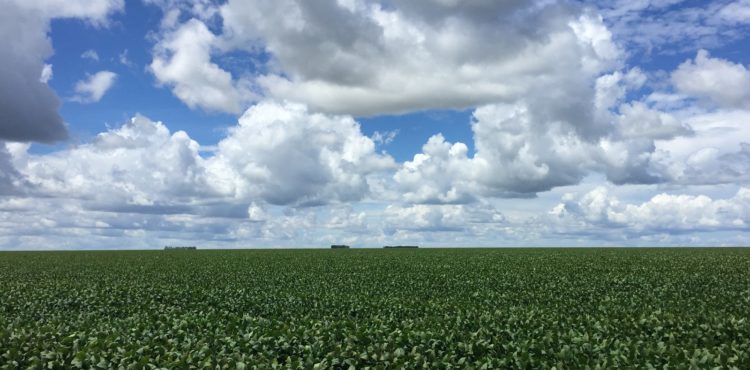 Área com produção rural no Brasil cresce mais de 5% em 11 anos, diz IBGE