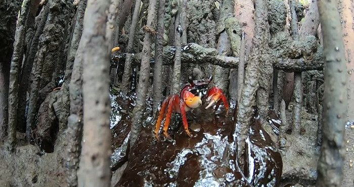 Óleo já atingiu quatro áreas de mangues em Pernambuco