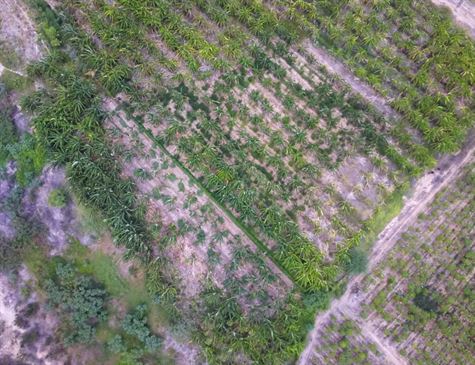 Operação erradica 90 mil pés e apreende 1,2 tonelada de maconha no Sertão