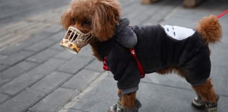 Cachorro testa positivo para coronavírus em Hong Kong