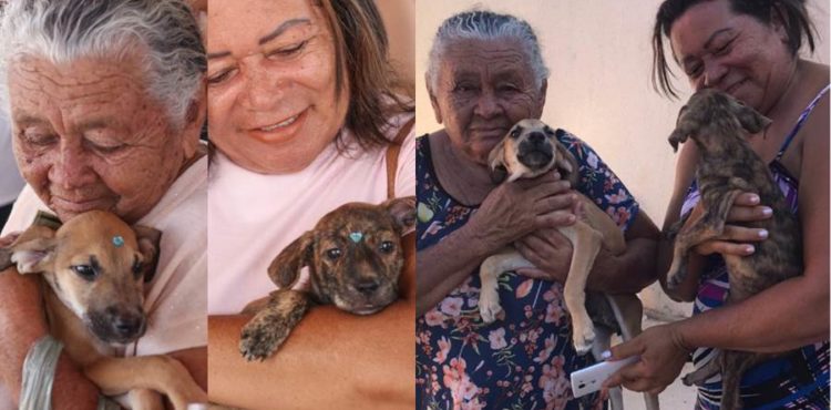 Equipe do CCZ visita animais adotados em feirinha da prefeitura em Petrolina