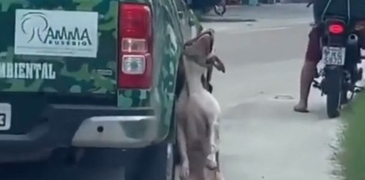 VÍDEO: Cachorro é arrastado preso à carroceria de automóvel de proteção ambiental de cidade cearence