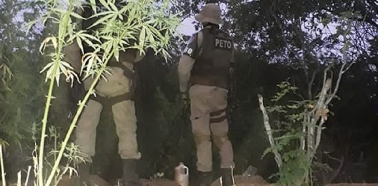 Polícia Militar destrói plantação de maconha em Campo Formoso