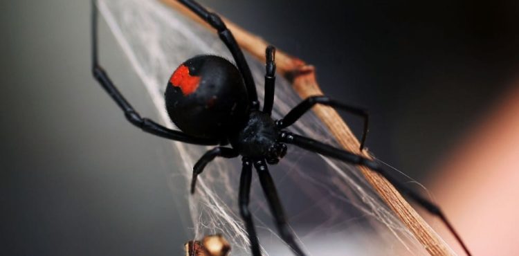 Zoonozes de Petrolina alerta para acidentes com aranhas e reforça medidas de prevenção