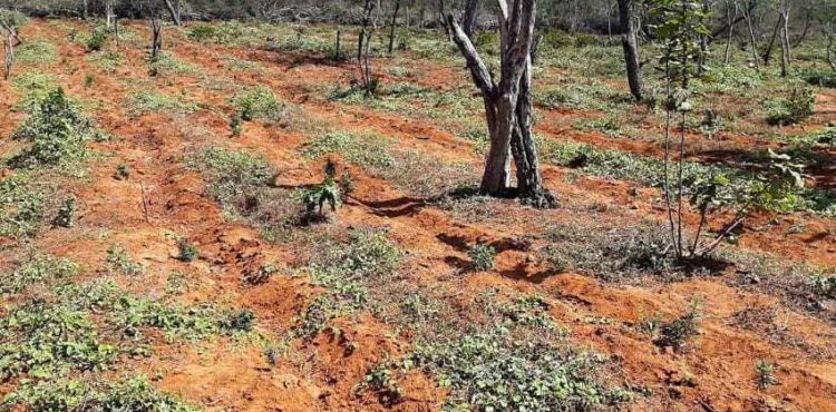 Polícia erradica mais de 6 mil pés de maconha em Orocó (PE)