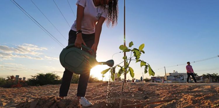 Dia Mundial do Meio Ambiente: data terá live educativa e plantio simbólico no Parque Municipal