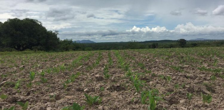 Projeto vai desenvolver agricultura familiar em municípios do Baixo São Francisco