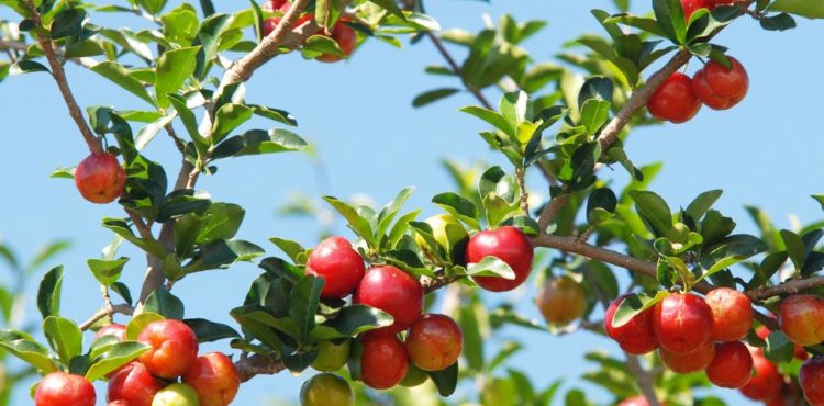 Baixas temperaturas ajudaram preço da acerola madura disparar nas feiras livres em Petrolina