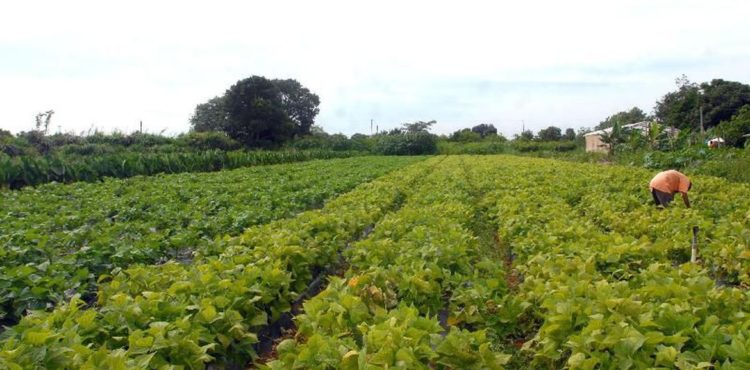 Senado aprova auxílio financeiro para agricultores familiares