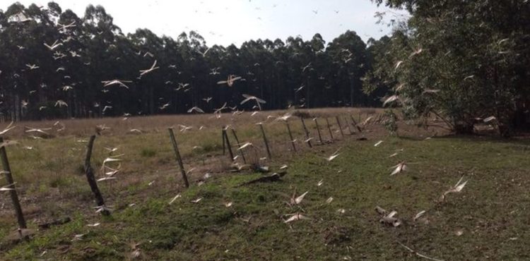 Governo argentino é informado sobre quarta nuvem de gafanhotos