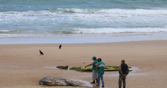 Carcaça de baleia jubarte é encontrada em praia pernambucana