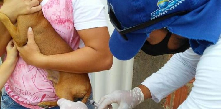 Vacinação Antirrábica na zona urbana de Petrolina começa na próxima semana