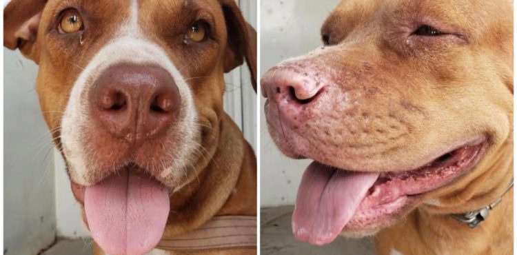 ONG de São Paulo deverá receber pit bull que atacou criança em Pernambuco