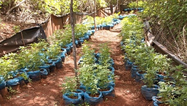 PM localiza plantações com 22 mil pés de maconha, em Cabrobó