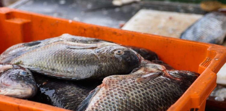 Praça do Peixe tem opções de pescado para os petrolinenses na Semana Santa