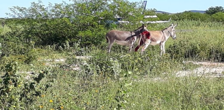 Jumento atingido por avião que transportava vacinas da Covid-19 na Bahia é encontrado morto