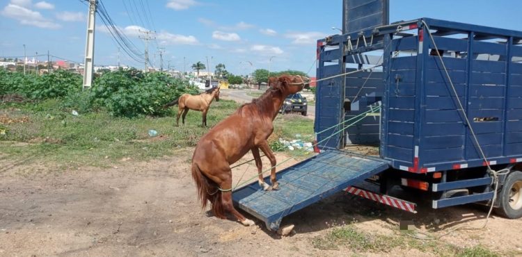 Operação da Polícia Rodoviária Federal recolheu animais em rodovias no sertão pernambucano