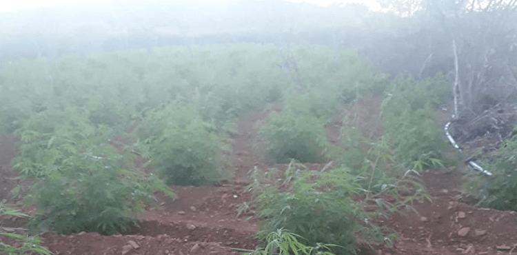 Polícia erradica 12 mil pés de maconha em propriedade rural de Santa Filomena