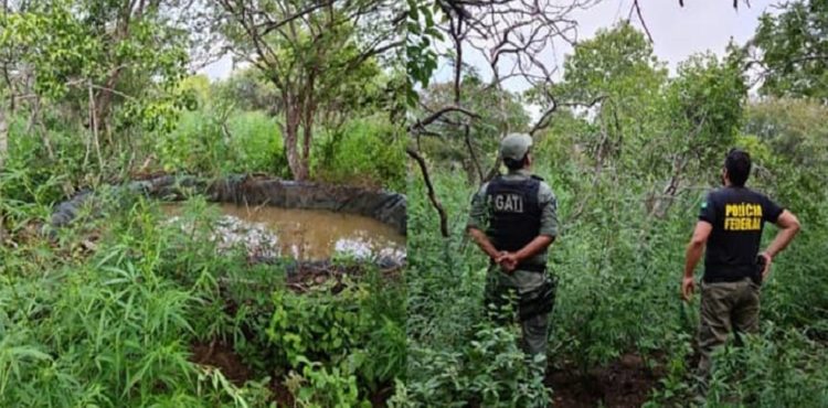 Polícia erradica 12 mil pés de maconha em Belém do São Francisco