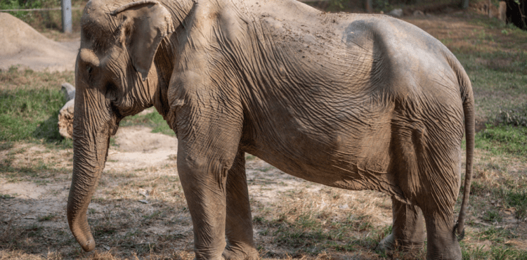 Deformado e cheio de cicatrizes: assim fica um elefante que transportou turistas durante 25 anos