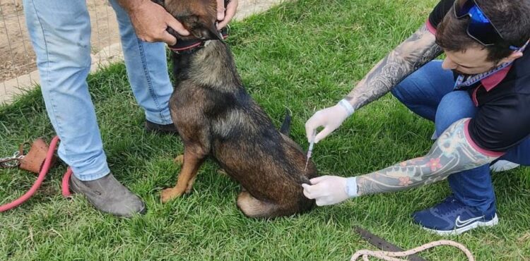 Centro de Controle de Zoonoses realiza vacinação em cães da Penitenciária em Petrolina  