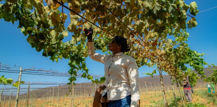 Seminário vai demonstrar crescimento e oportunidades da fruticultura na Bahia